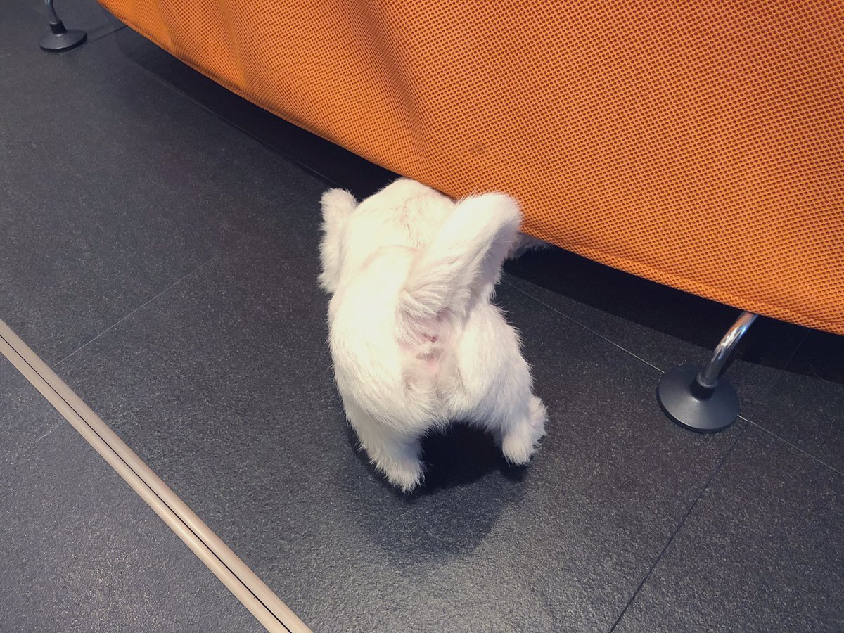 #いいおしりの日 ということで、おかゆのふんわりした感じのお尻を無断でアップ♪