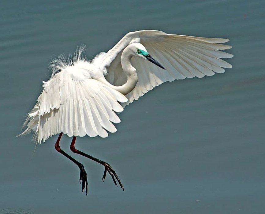 donfmchugh's tweet photo. Egret of the Day https://t.co/JwXRHQO0cB