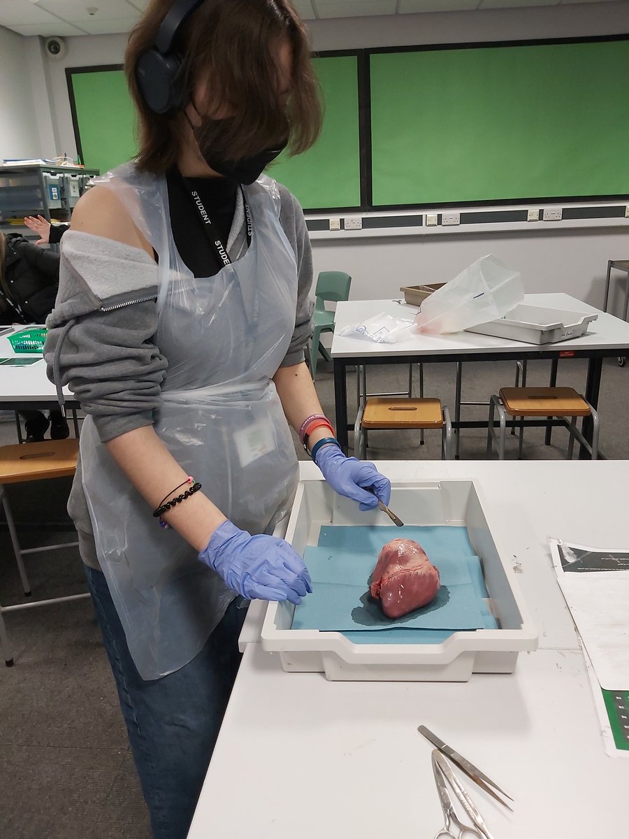 MrsBarton15's tweet photo. Heart Dissection with @OfficialNUSA #NUSA16 for Health and Social #PracticalLearning #SeeWhatWeAreLearningAbout #Unit3 #CardiacSystem 🫀👀👩🏾🔬🔪🥼 ✂️ #EngagingLearning #B2 #Biology #HealthAndSocialGetMeOutOfHere 🤣 https://t.co/eHEUkKV5w4
