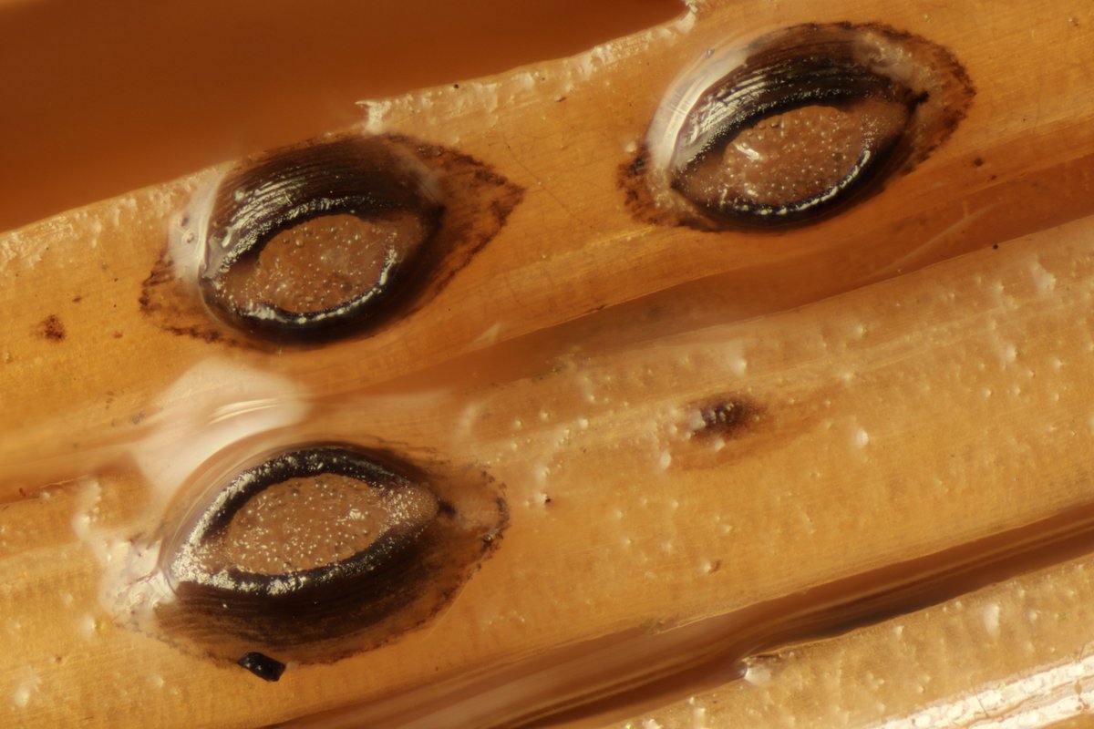 RPilze's tweet photo. Meloderma desmazieri on Pinus strobus
#Melodermadesmazieri #Meloderma #mushroom #mushrooms #fungus #fungi #pilz #pilze #champignons #champignon #nature #natur #Pinusstrobus #Pinus #WeymouthKiefer #EasternWhitePine #Pinblanc #Pinostrobo #pinocanadiense #Motic #PantheraC https://t.co/Gnhs8zVlq2