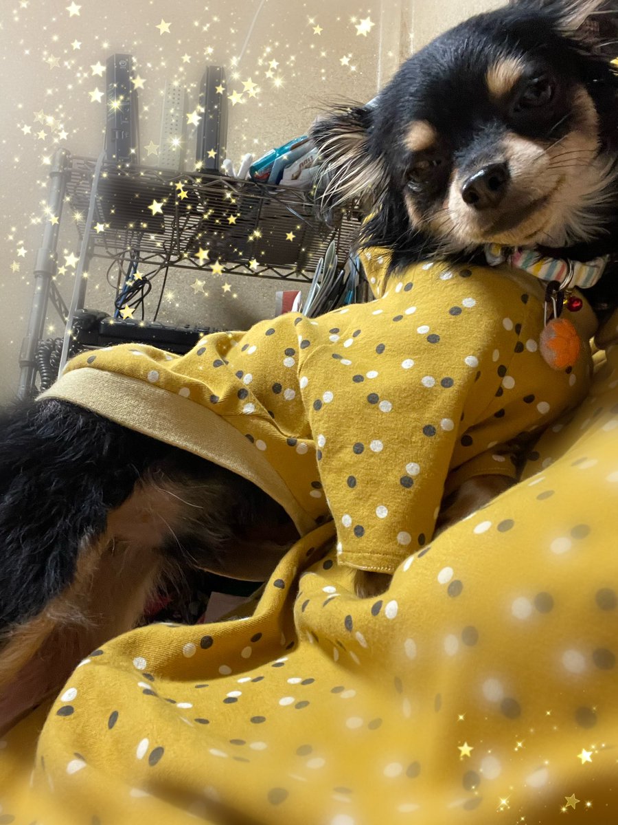 Akiraroom's tweet photo. #にゃん治郎
＃わん吉
とお揃いです😊🐱🐶🐾

作るのは難しかったけど、頑張りました😊🐱🐶🐾 https://t.co/rKuMHb3vaH