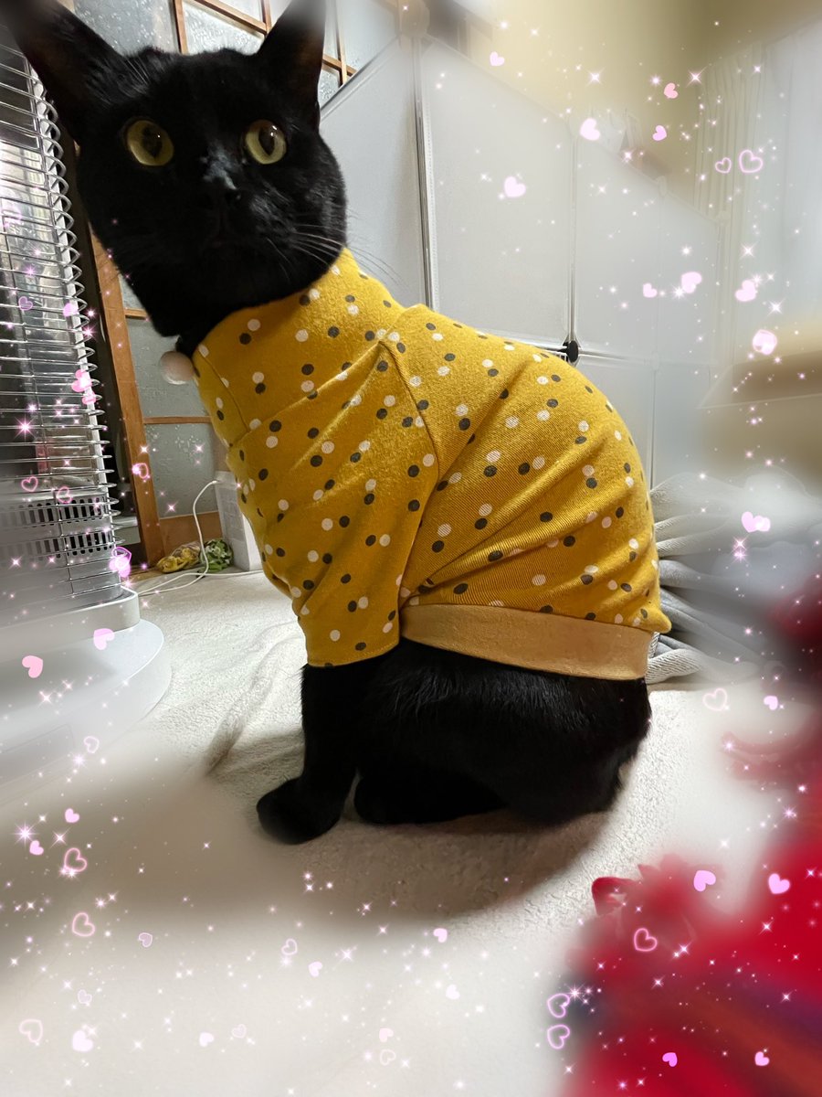 Akiraroom's tweet photo. #にゃん治郎
＃わん吉
とお揃いです😊🐱🐶🐾

作るのは難しかったけど、頑張りました😊🐱🐶🐾 https://t.co/rKuMHb3vaH