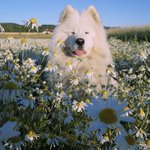 Photo by D O G S (@DogsObsessed)