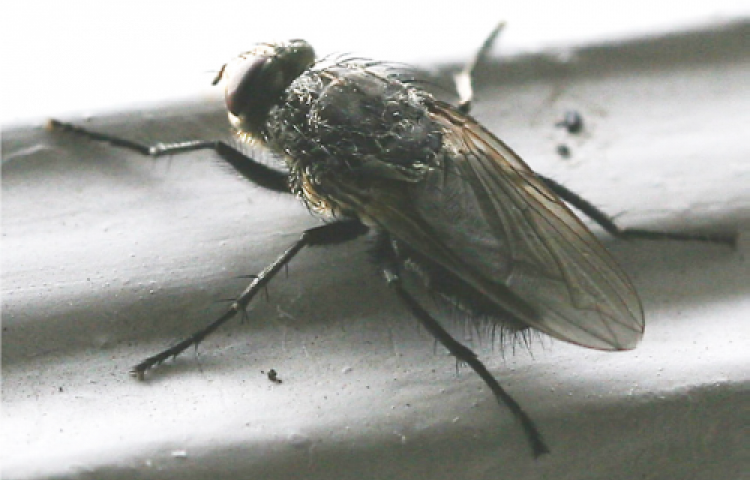 ladymolecatcher's tweet photo. Cluster Flies often return to the same place every autumn

Because they hibernate in winter, you may find large numbers of #clusterflies gathered in your loft space or upper rooms 

https://t.co/gGqAwBqyZA

#pestcontrol #flies #norfolk https://t.co/n0VyXloIOR