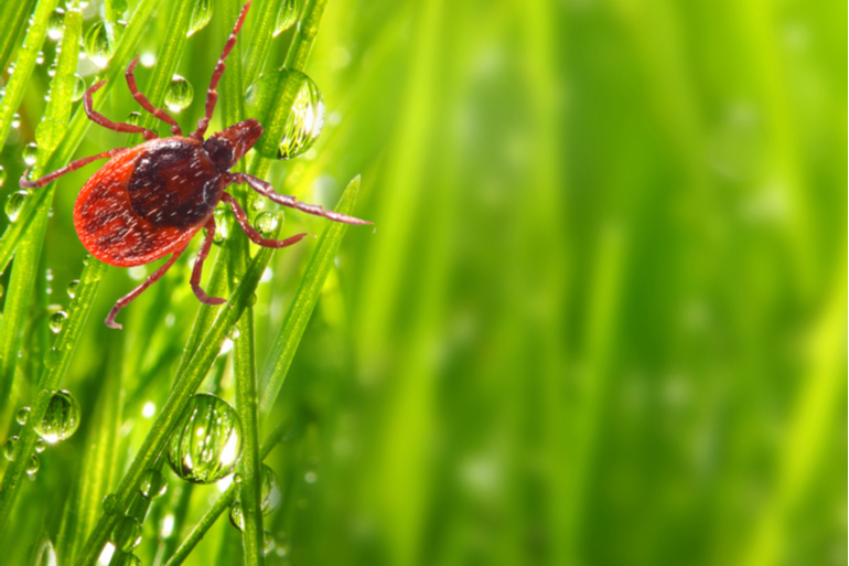 IFTH_Textile's tweet photo. Proneem invente un traitement textile répulsif longue durée résistant à 15 lavages
https://t.co/B2MF2wfTO5 #fonctionnalisation #textile #repulsif #microencapsulation #antimoustique #antiinsecte #barrière #linge #vetement #chimieverte https://t.co/vdQyrSYaHY