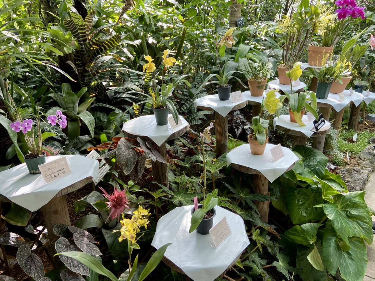botanicalLife's tweet photo. 新宿御苑の洋らん展すごくよかったわ。大温室の着生らと一体化して展示されてるの本当素晴らしい。次回もぜひ行きたい。 https://t.co/a5adyc151d