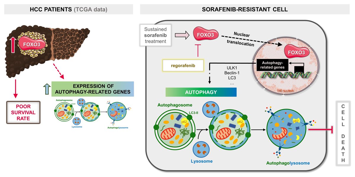IJMS_MDPI's tweet photo. Authors demonstrate the involvement of #FOXO3 in the autophagy-mediated #sorafenib #resistance acquisition in human #hepatocarcinoma, discovering a new potential #therapeutic #target in #HCC.
@CIBERehd @IBIOMED1 @unileon
Read more here: https://t.co/oJVs2cNYT8 https://t.co/lCO5C0SDyP