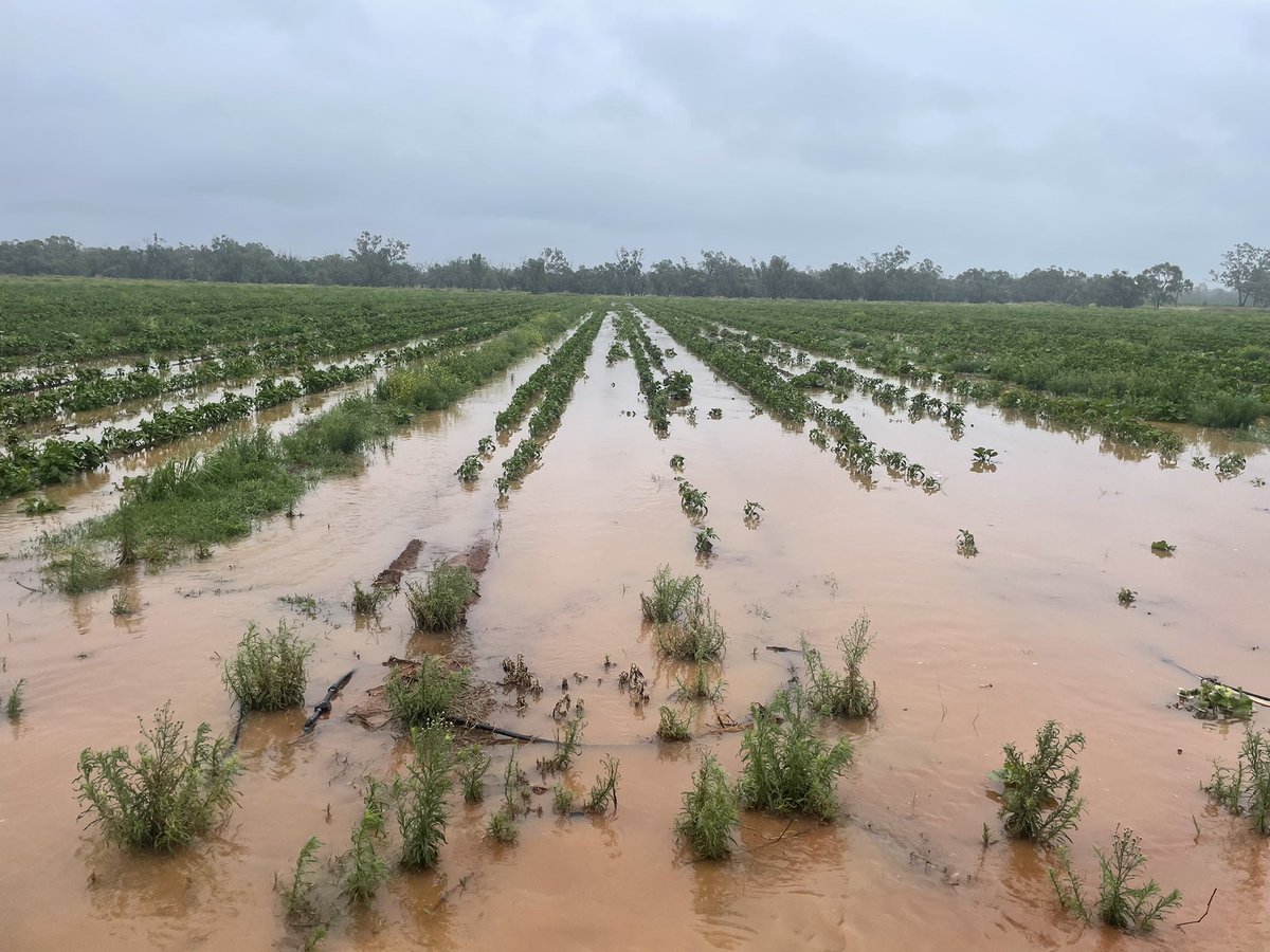 Hillston garlic and potato grower Douglas Rennie says his family's farm received 170mm of rainfall over three days. “The old man, he's been farming here for 30 years, and he's never seen water where it is," he said. 
"It's a bit of a disaster at the moment."
