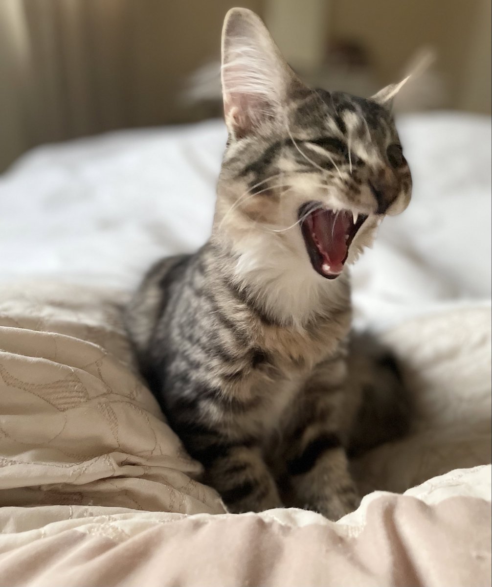Thor_tabby's tweet photo. I’m going to sing you a song! It’s called “my breakfast is late”. #tongueouttuesday #catsoftwitter https://t.co/Botn15vQOc