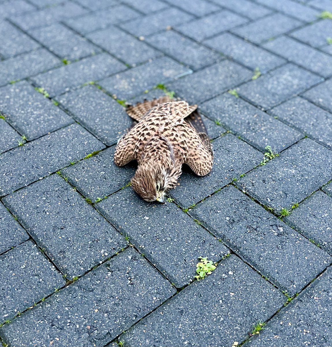 Bev Morris tweet media