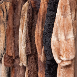 AnneatSaveMe's tweet photo. Millions of animals are killed for their fur every year across the word and our country still allow it to be imported and sold. Stop it - just stop it - no need, not acceptable & inhumane
https://t.co/rRgIXiLJlZ
#furfreebritain #furtrade #animalfur #banfur #clothestodiefor https://t.co/3OtJPiY9Lw