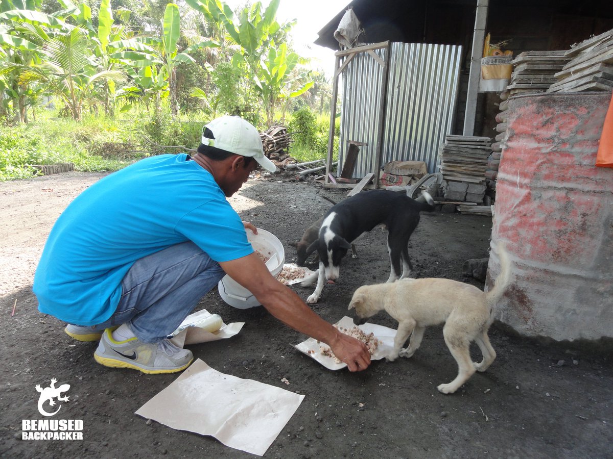 bemusedbackpack's tweet photo. A Day With BAWA's Street Feeding Team In Bali. https://t.co/HAIc7VWODS via @bemusedbackpack #BAWA #Bali #AnimalWelfare #BaliDogs https://t.co/pCdCwU1QDN