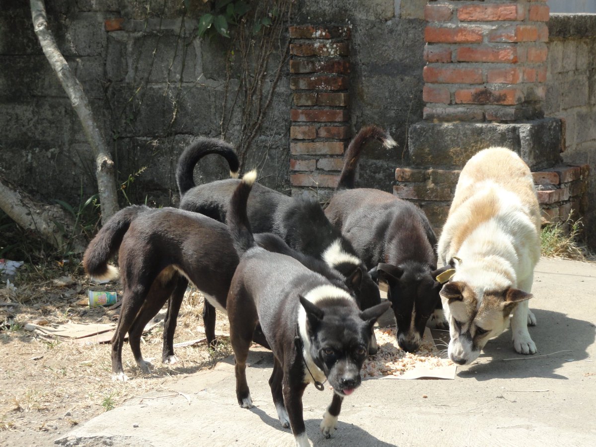 bemusedbackpack's tweet photo. A Day With BAWA's Street Feeding Team In Bali. https://t.co/HAIc7VWODS via @bemusedbackpack #BAWA #Bali #AnimalWelfare #BaliDogs https://t.co/pCdCwU1QDN