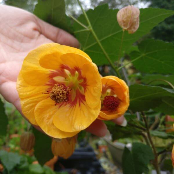 BWGardenFair's tweet photo. @BWGardenFair so looking forward to seeing @PaddockPlants . Choose from top quality perennials, grasses, shrubs, ferns, all grown peat free. Always something new and different. Got my eye on Acanthus Whitewater…..
@StJohnEyeHosp #shoptogive #charity https://t.co/RndBVPFlCh