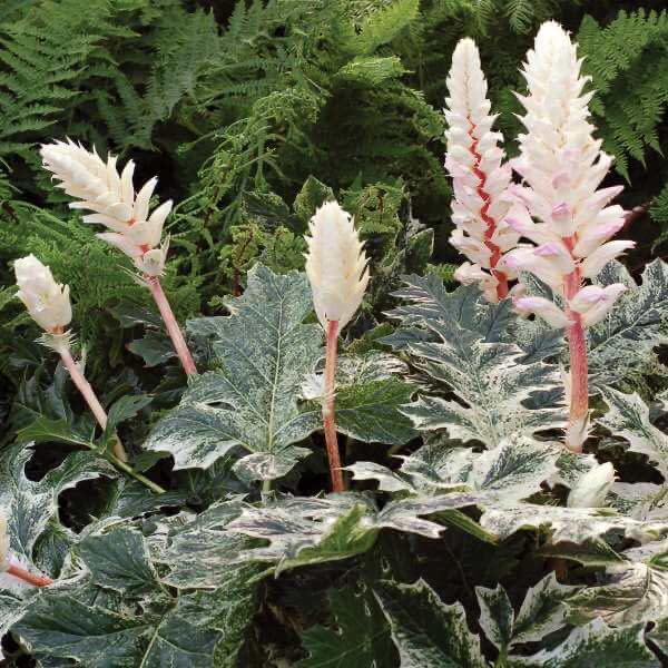 BWGardenFair's tweet photo. @BWGardenFair so looking forward to seeing @PaddockPlants . Choose from top quality perennials, grasses, shrubs, ferns, all grown peat free. Always something new and different. Got my eye on Acanthus Whitewater…..
@StJohnEyeHosp #shoptogive #charity https://t.co/RndBVPFlCh