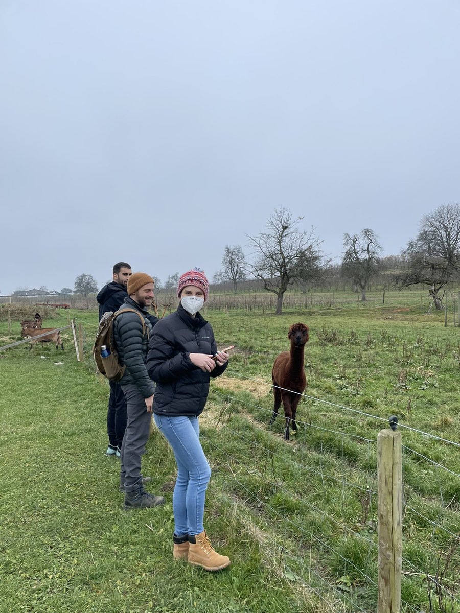 SSerenaDing's tweet photo. We had a super fun, albeit !freezing 🥶!, few days sampling with @wormlab_eu around the Lake Konstanz region. We looked at lake sediment, forest soil, and orchard fruits (featuring alpacas) and found some worms, including this wiggling male! 🪱 We need more ecology for worms! https://t.co/cVt3sINEvt