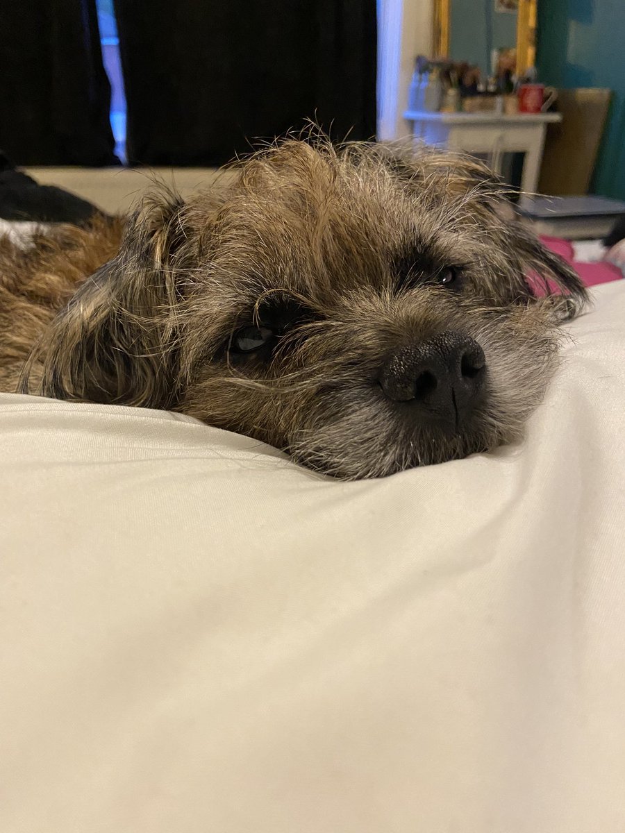 RonnieRubyElsa's tweet image. Snoozy border boy this morning ❤️
