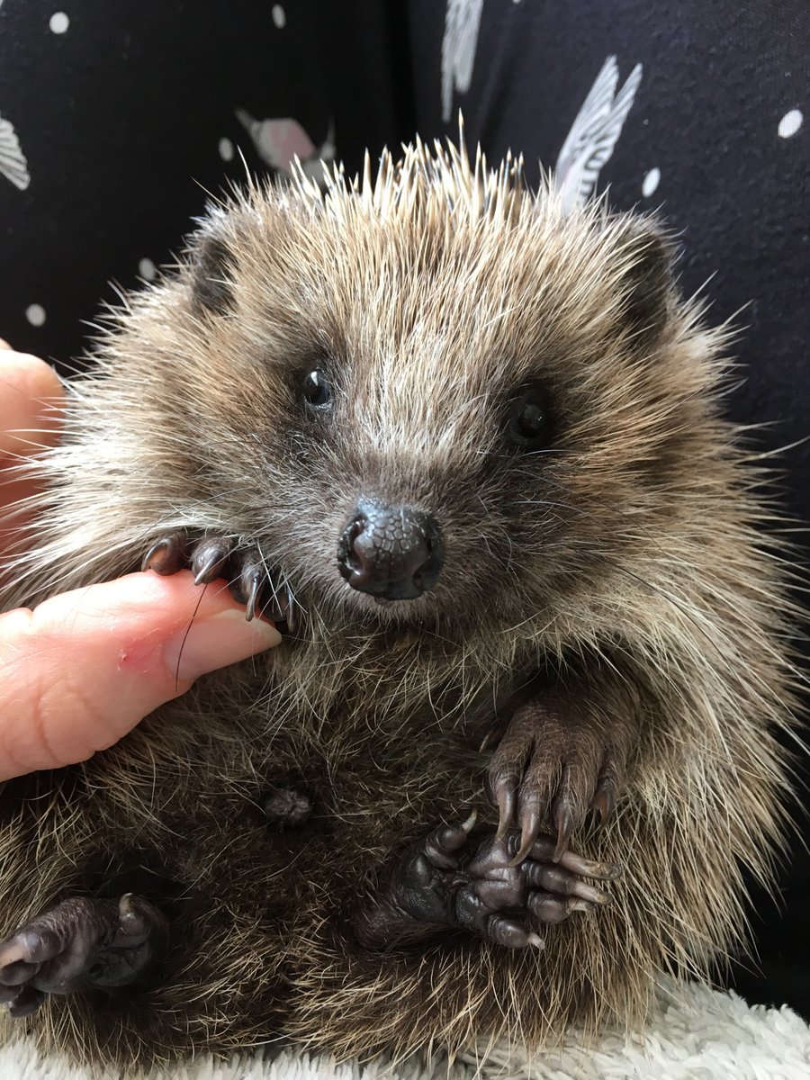A small hole cut in your fence or wall can make a huge difference for these gorgeous animals. (Hogs in my care get handled as little as possible to reduce stress. This guy needed physio, Rx by animal osteopath, and was ‘tame’ for months. Hence the photo).