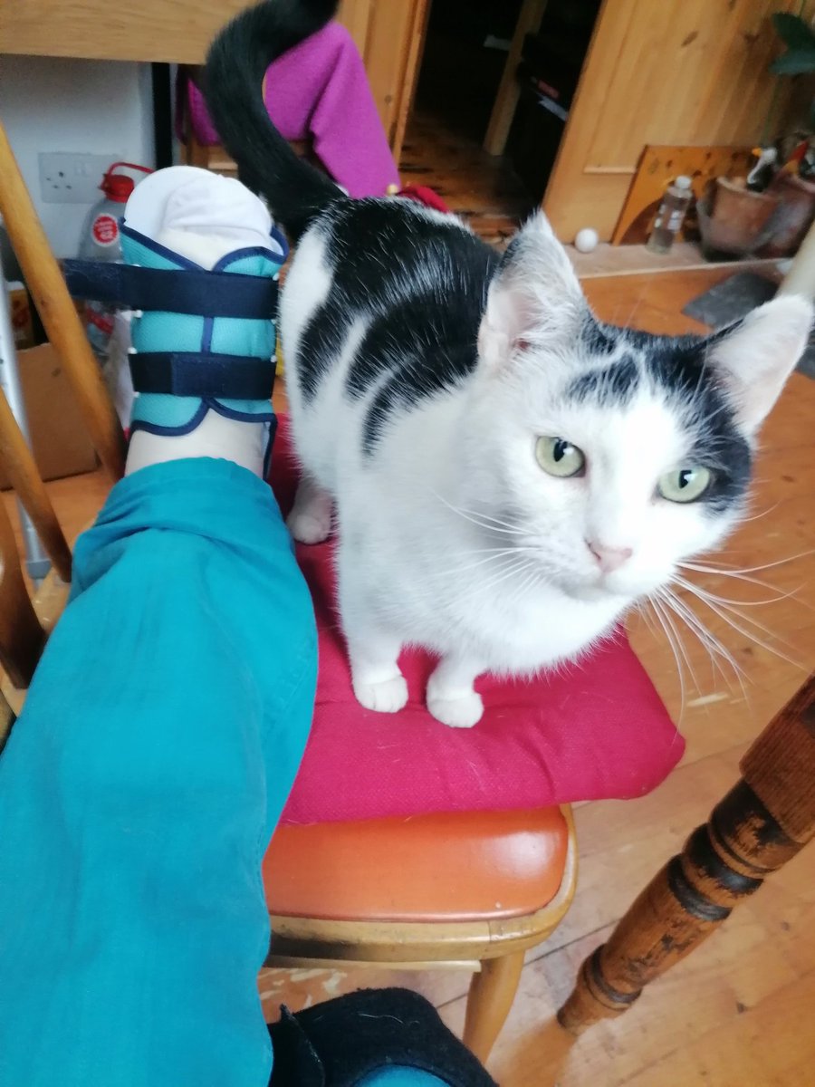 LJSedgwick's tweet photo. @ValinoraW Such colour co-ordination, right? Beanz isn't hugely impressed! #pinsout #catmuse #curiouscat https://t.co/5mzk1SwRha