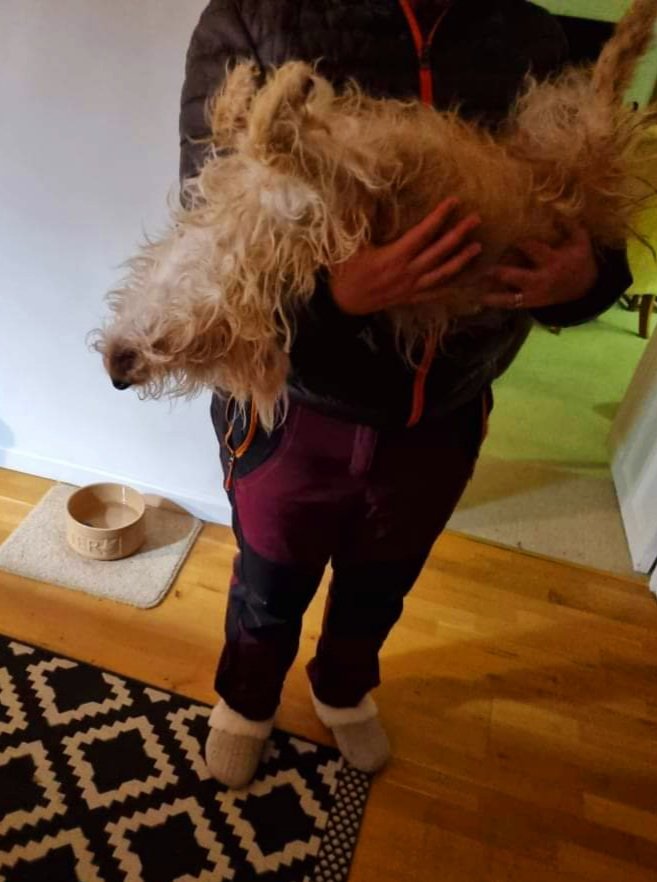 woofstockuk's tweet photo. Does anyone else's dog pretend to be asleep so it doesn't have to go for a pre bedtime pee in the cold and dark ๐ค
Our very own Jake does every single night ๐คฃ
#dogsofwoofstock #dogsoftwitter #sleepingdogs #sleepingdogsoftwitter https://t.co/e1cVFNLZV8