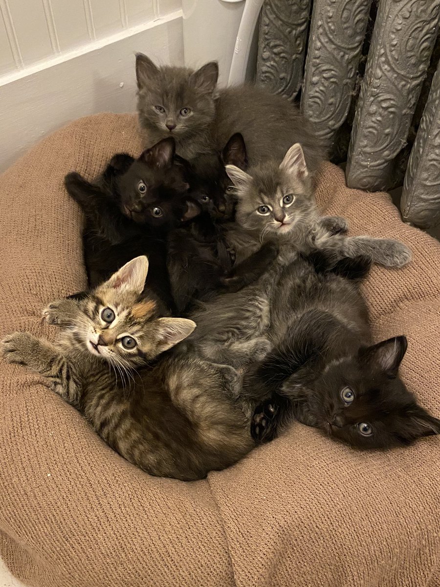 xenacaro's tweet photo. squishies https://t.co/Wf9DiNwFBP