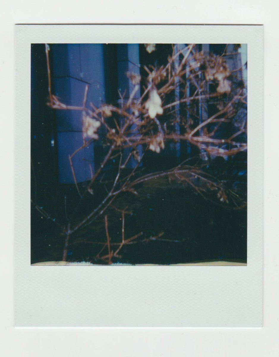 AnnaTsvell's tweet photo. Last day of November,2 of my today’s @Polaroid shots
#polaroid #polaroidphotography #polaroidpicture #polaroidoriginals #polaroid600 #mypolaroidnow #polaroidcommunity #instantphotography #instantphotographers #analogphotography #filmphotography #color600film https://t.co/m6C4dPPmgs