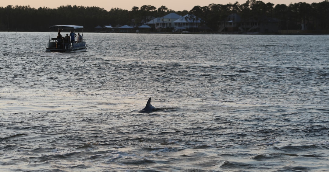 CleanIsland's tweet photo. With dolphins nearby, always turn your engine to neutral. 🐬

#LeaveOnlyFootprints #CleanIsland #LOFlifestyle #GulfCoast #Gulf #Coast #Dolphin #Dolphins #DolphinSMART https://t.co/BrsaTGhRRg