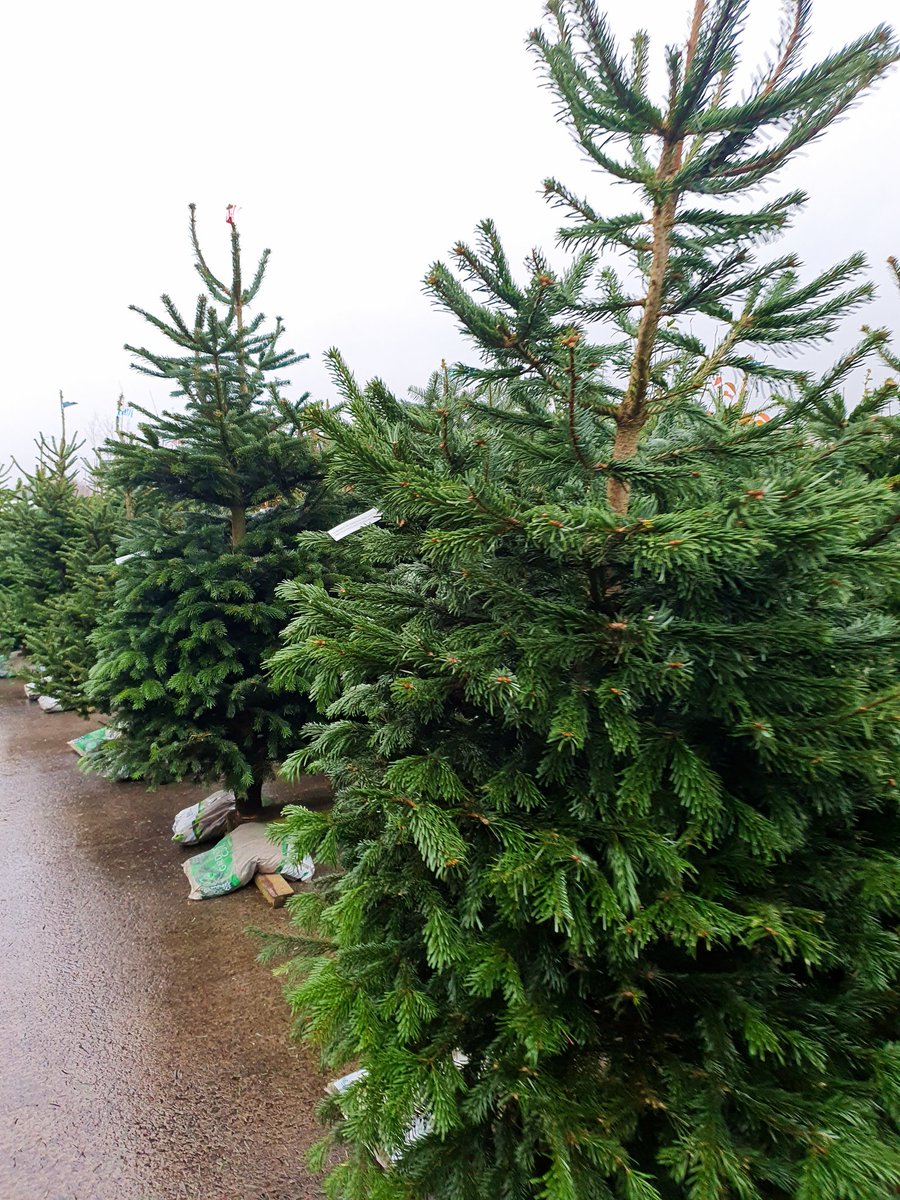 WeatherCee's tweet photo. Christmas tree shopping just before the rain comes on #25DaysOfChristmas #Christmastree #localnursery https://t.co/ahY2InAJ0x