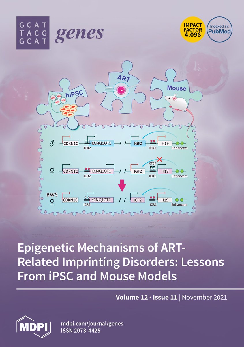 Genes_MDPI's tweet photo. Our November Issue has been released! 

On the cover: "Epigenetic Mechanisms of ART-Related Imprinting Disorders: Lessons From iPSC and Mouse Models" by Prof. Dr. András Dinnyés and colleagues.

Browse the issue: https://t.co/Jkgkpq1pVO https://t.co/ThEKaCnoyT