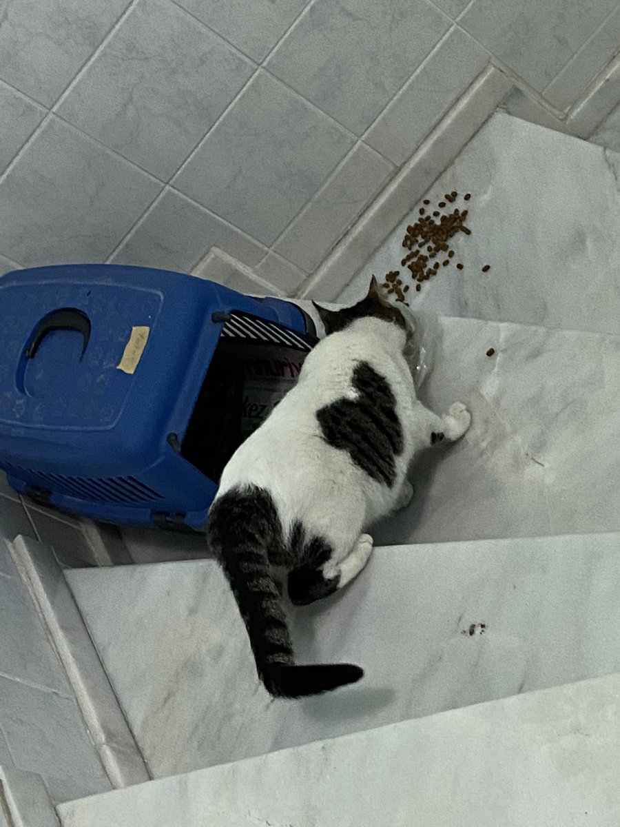 Oreoelchapo's tweet photo. Siz hiç böyle güzel kalpli kedi gördünüz mü?? 🥺 şu iki tekir de tüylü 😭 kardeş bu bebişlerim💖 bunların anası doğurumca onu da kısırlaştırmıştık. Ama bu bebekler sokağı çok seven bebişler değiller. Nolur yuva çıksın noluuur 💖 https://t.co/jWMDGEYSGo