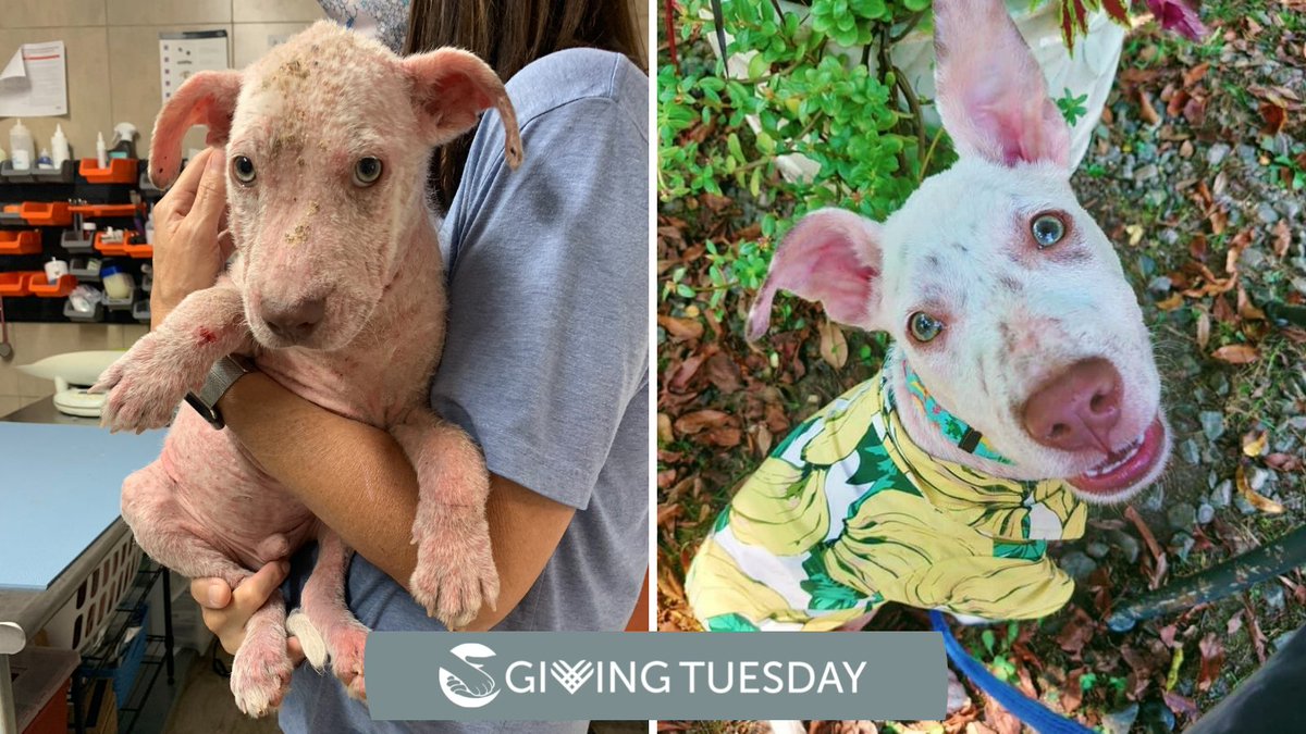 After months of healing in a loving foster home Chowder is now a healthy and happy dog. Will you be there for the next Chowder who needs you? This #GivingTuesday donations are DOUBLED up to $40,000. secure.qgiv.com/event/gt2021/