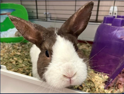 We hope that you'll consider helping animals in your community this #GivingTuesday2021! Animals like Little Bits needing extra medical care rely solely on donations through our Angel Fund. Please consider giving today at fwacc.org to help save more lives.