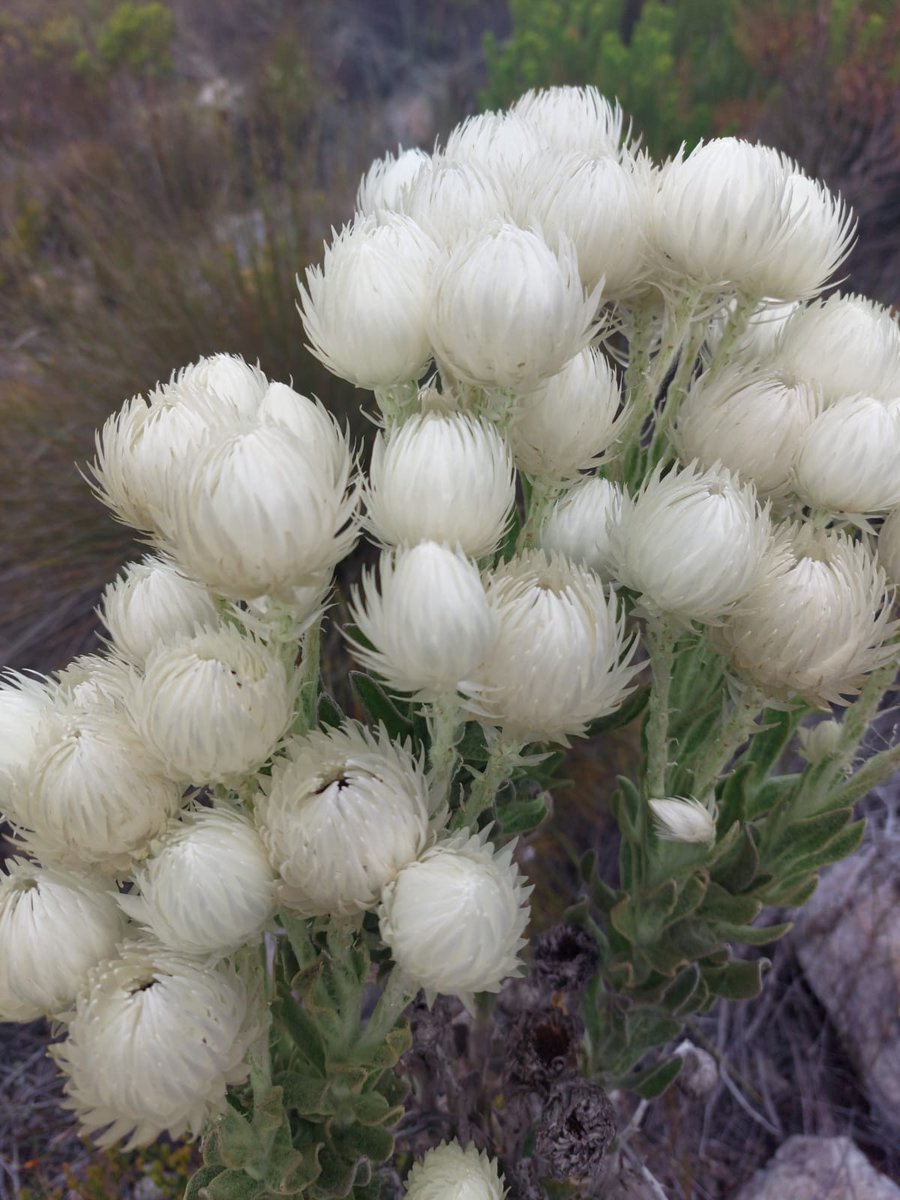 BotsocSOverb's tweet photo. Take a look at some of the beauties flowering now in the Southern Overberg:
- 𝘈𝘶𝘭𝘢𝘹 𝘶𝘮𝘣𝘦𝘭𝘭𝘢𝘵𝘢
- 𝘚𝘺𝘯𝘤𝘢𝘳𝘱𝘩𝘢 𝘷𝘦𝘴𝘵𝘪𝘵𝘢
- 𝘏𝘢𝘳𝘷𝘦𝘺𝘢 𝘴𝘱.
- 𝘓𝘦𝘶𝘤𝘰𝘴𝘱𝘦𝘳𝘮𝘶𝘮 𝘵𝘳𝘶𝘯𝘤𝘢𝘵𝘶𝘭𝘶𝘮 https://t.co/FQyXGw0Vhh