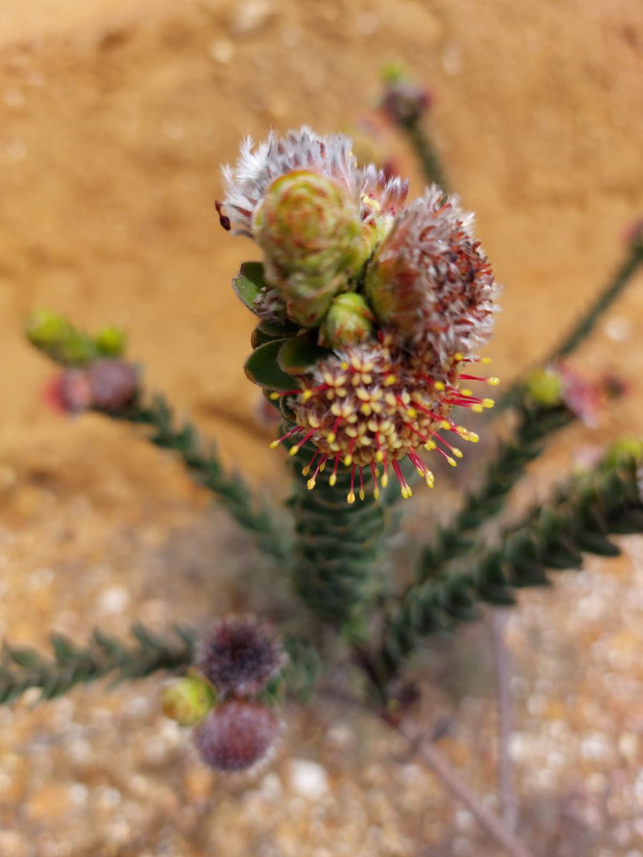 BotsocSOverb's tweet photo. Take a look at some of the beauties flowering now in the Southern Overberg:
- 𝘈𝘶𝘭𝘢𝘹 𝘶𝘮𝘣𝘦𝘭𝘭𝘢𝘵𝘢
- 𝘚𝘺𝘯𝘤𝘢𝘳𝘱𝘩𝘢 𝘷𝘦𝘴𝘵𝘪𝘵𝘢
- 𝘏𝘢𝘳𝘷𝘦𝘺𝘢 𝘴𝘱.
- 𝘓𝘦𝘶𝘤𝘰𝘴𝘱𝘦𝘳𝘮𝘶𝘮 𝘵𝘳𝘶𝘯𝘤𝘢𝘵𝘶𝘭𝘶𝘮 https://t.co/FQyXGw0Vhh
