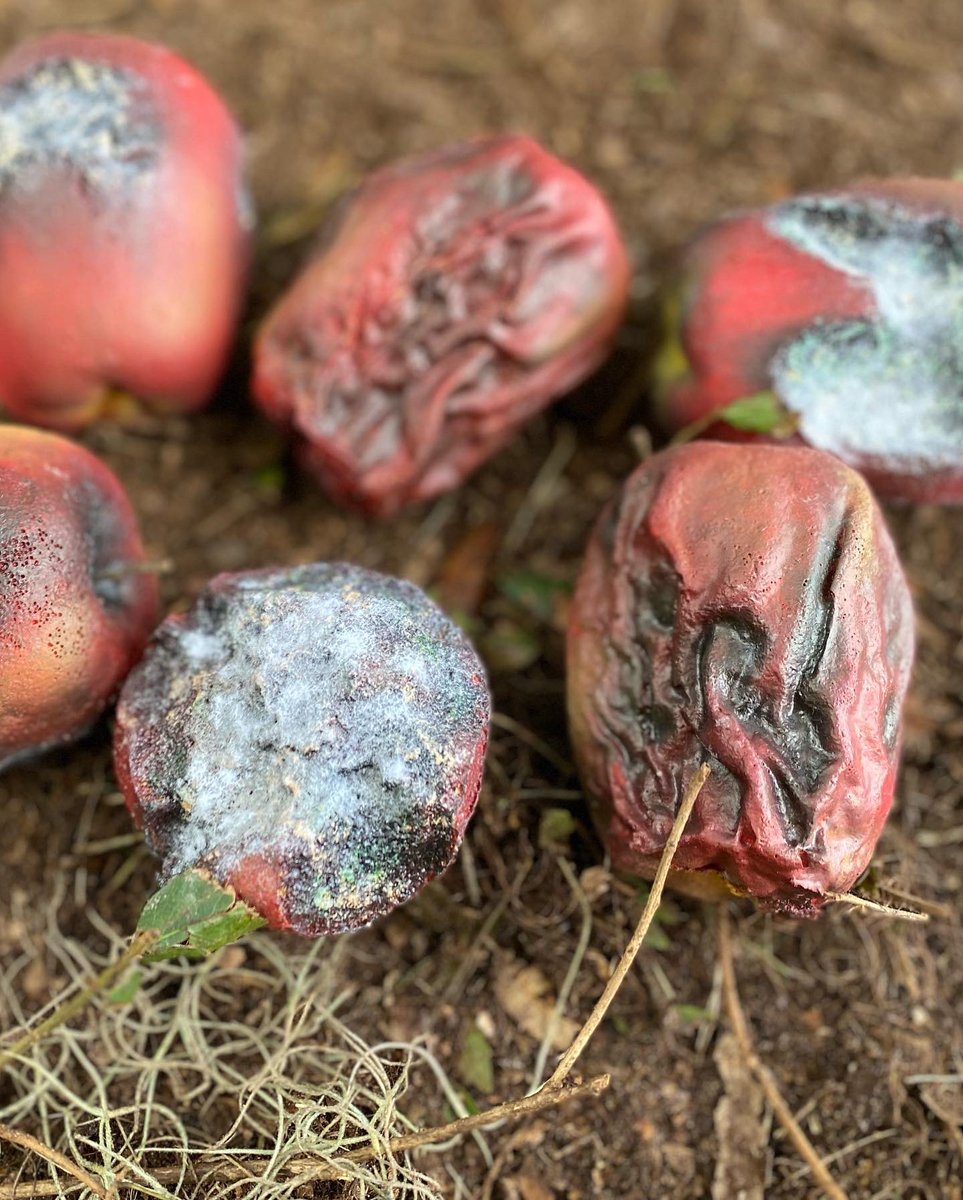 MeganC_Design's tweet photo. (Please forgive my spam I have a lot to catch up on) That’s (a VERY late) wrap on The Accursed! What an amazing crew and cast on this film, and a big thank you to Mandalyn for bringing me on! I can’t wait to make bigger messes next time 
#film #props #propfabrication #indiefilm https://t.co/OOm4PBZ093