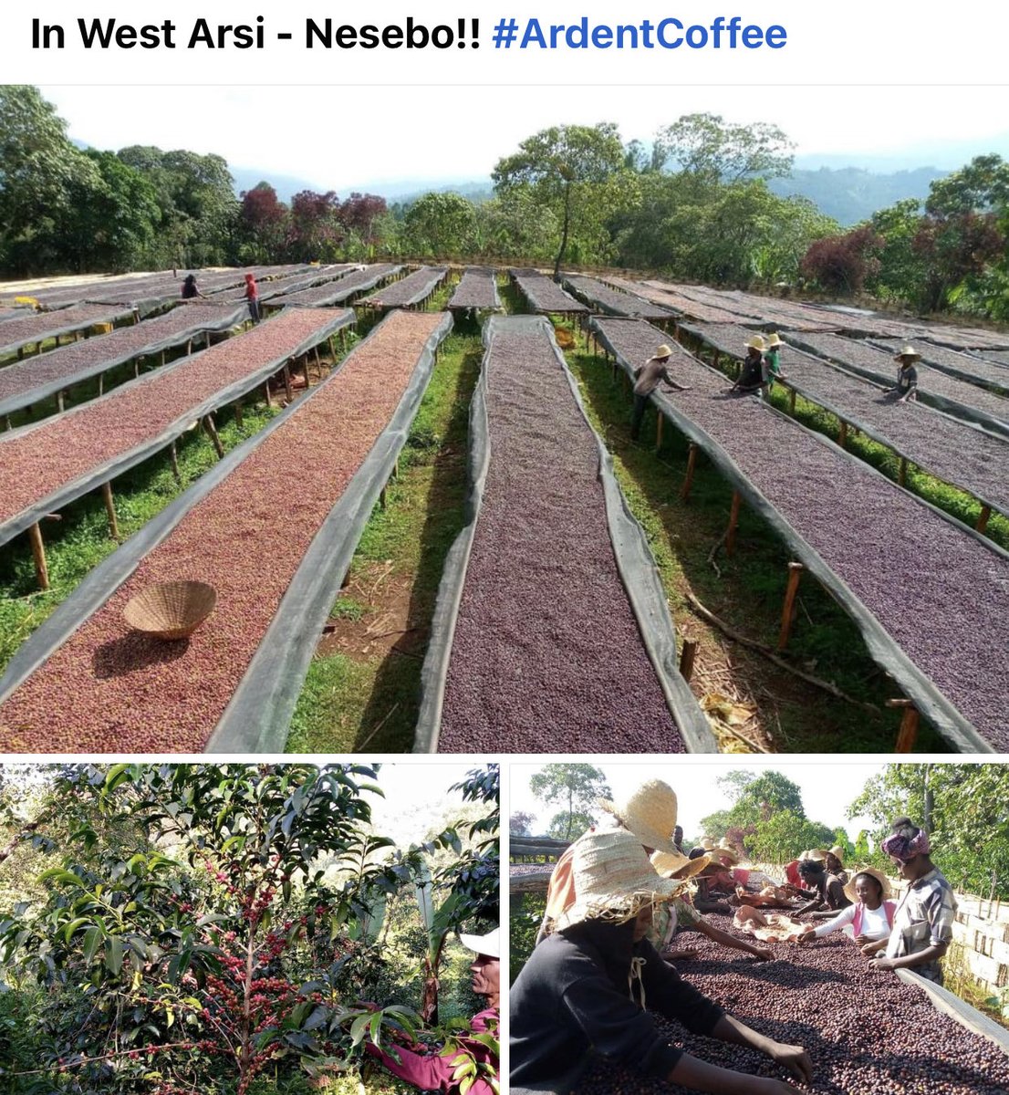 JMichael_Smith's tweet photo. #ArdentCoffee in #Ethiopia is having a superb 2021-22 Harvest! Visit the #LandOfOrgin , the people will capture your heart https://t.co/cSunSqk2bI