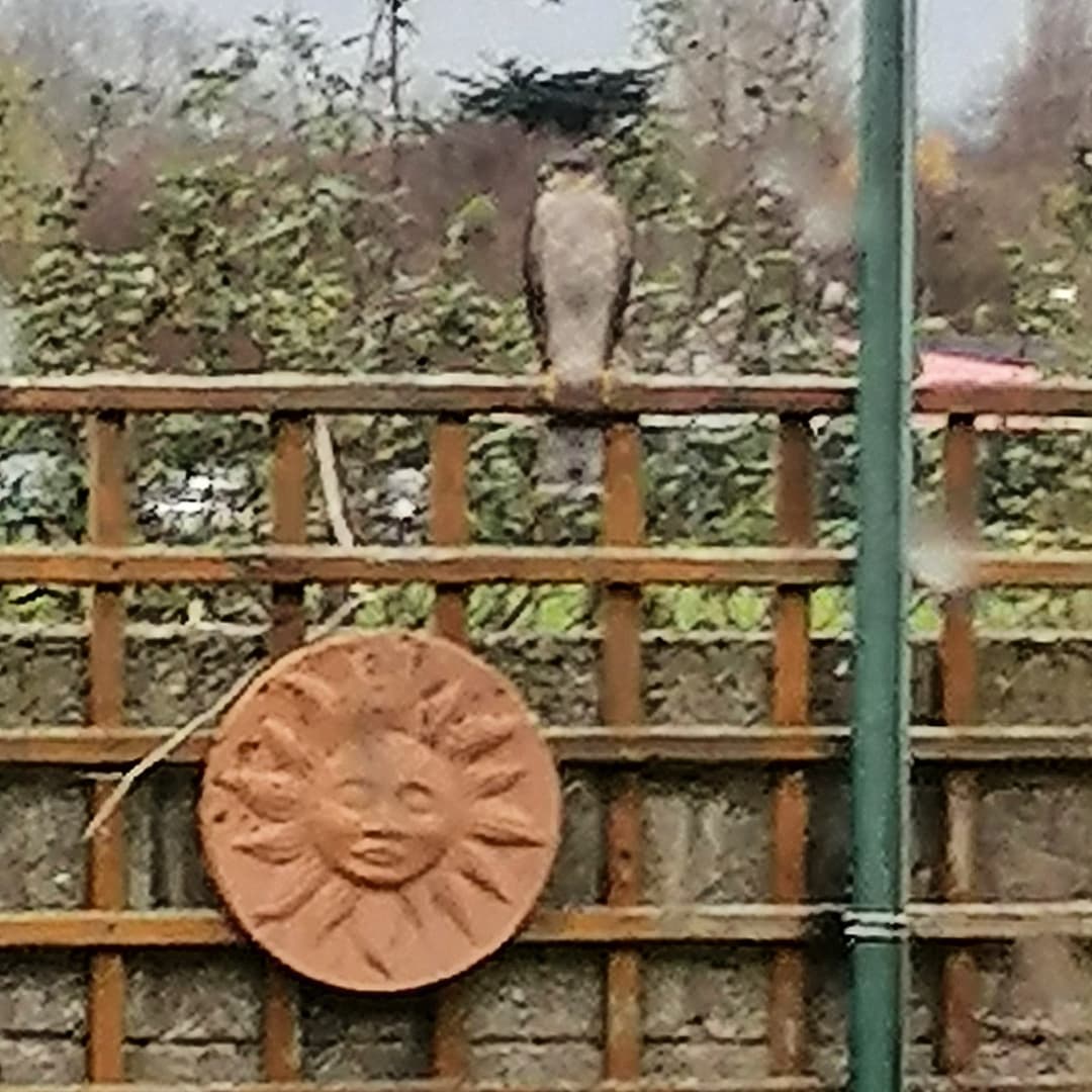FOS_Images's tweet image. This majestic bird of prey popped in for lunch today, luckily the menu scarpered. #birdofprey #urban #urbanwildlife #urbanphotography #gardenlife #birdphotography #wildlifephotography #dublin #dublinlife #fosimages