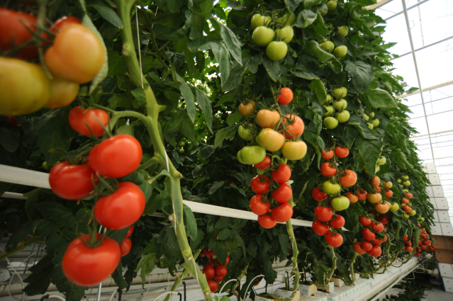 drhuntsman's tweet photo. .@Frost_Sullivan's Aarthi Janakiraman discusses status of #hydroponics mkt in #India, its advantages &amp; role for the #pharma industry &amp; the scope for #growth in an exclusive interaction with @Exppharma's @JournoAkanki: https://t.co/ajBGHxRX3c https://t.co/2UYEFEDvPE