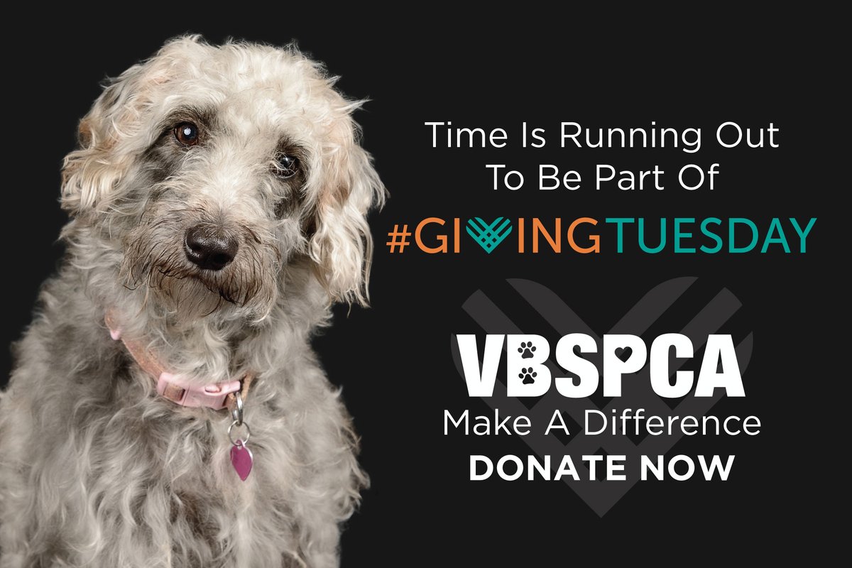 vbspca's tweet image. Time is running out to be part of #GivingTuesday! Our goal is to raise $20,000 to help the homeless animals of the VBSPCA. We cannot provide second chances for thousands of animals each year without your support. No amount is too small! Donate now: vbspca.com