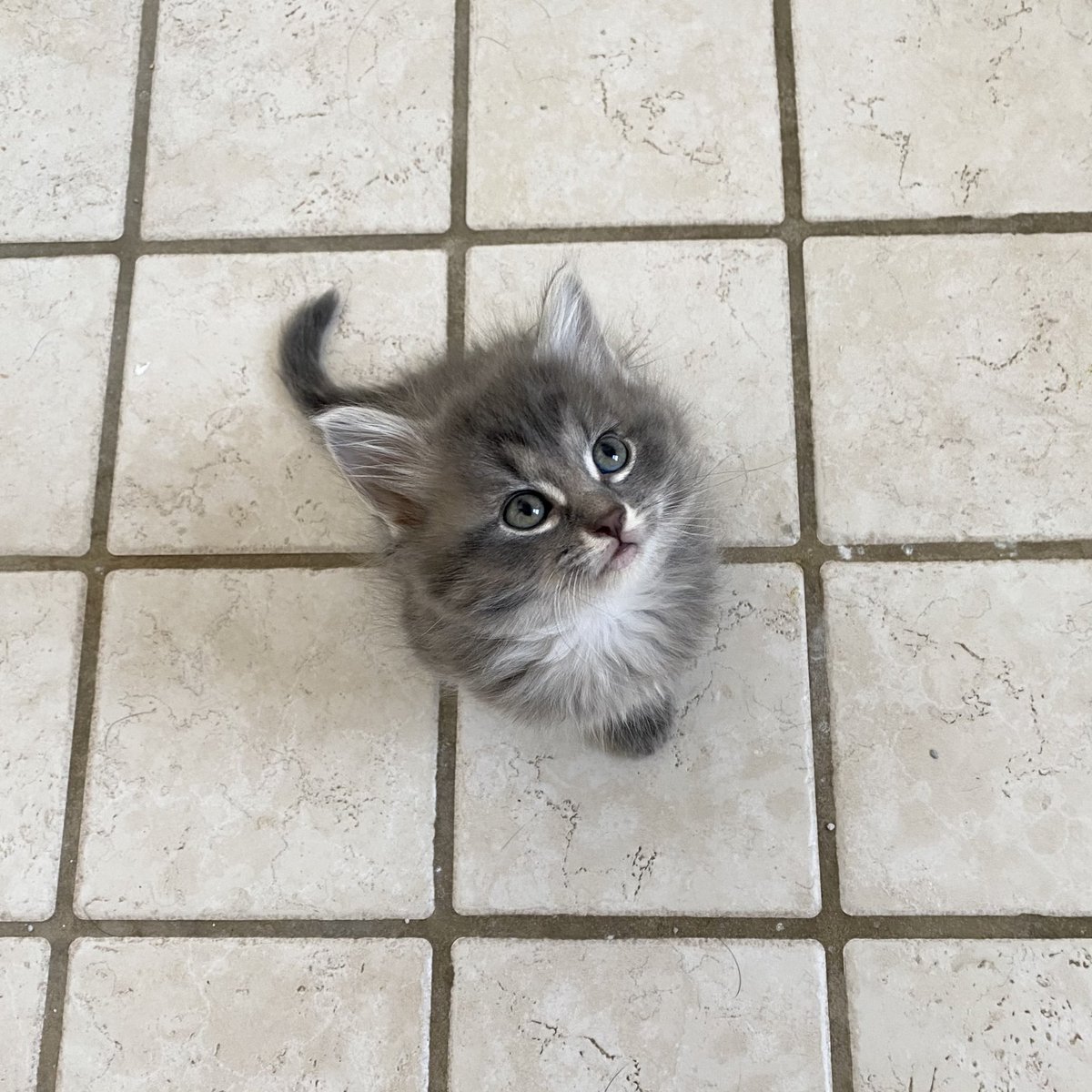 xenacaro's tweet photo. Meet my new son, Ragnar https://t.co/6VW5mCmnV0