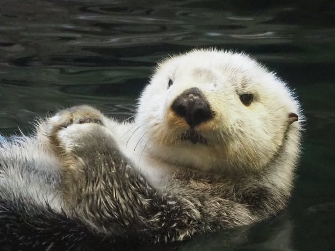 鴨川シーワールドのtwitterイラスト検索結果