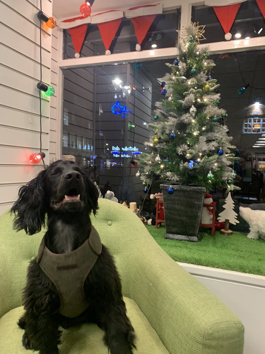 Marley loves the Christmas decor at the Summer Fest Shop! 🎄 Buy your Super Early Bird tickets before the offer ends! Online- tkt.to/solihullsummer… In person- 150 High Street, Solihull, B91 3SX 🎊