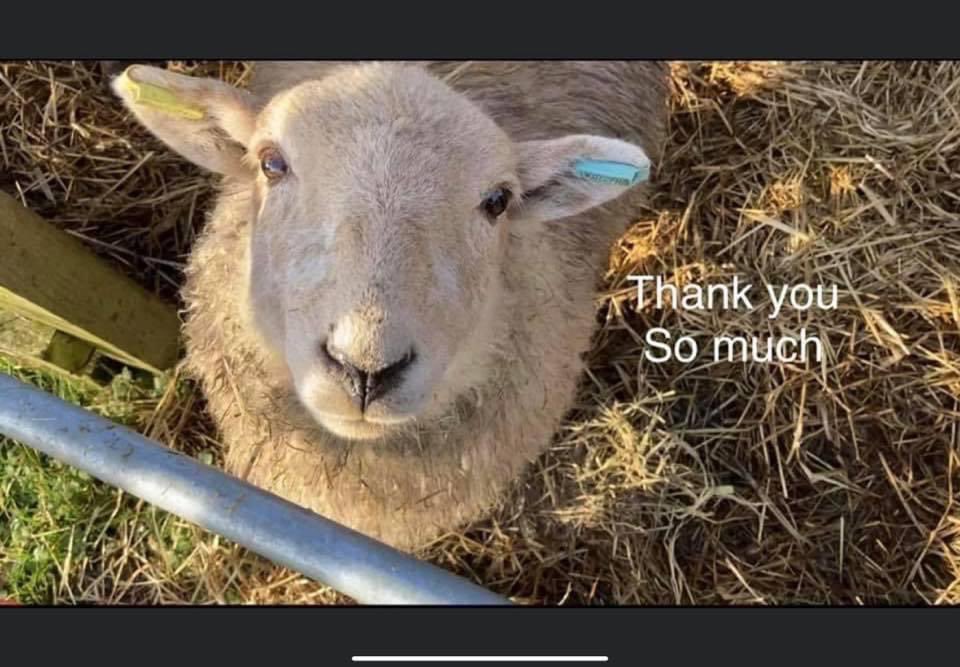 AnimalWoodfield's tweet photo. We have several very elderly sheep in our garage , Lily is one of them .Some are over 16 years old .All are rescues
In Storm Arwen lots of slates fell off the garage roof.
Any one in South Wales able to help? Roofers are busy atm. We will pay of course.
07860707109
01792390455 https://t.co/HXFnhCbIXL