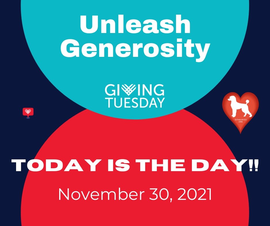 FLPoodleRescue's tweet photo. ❤️🐩Donations are being matched up to $15K today only. Please visit our website to make a donation to help our rescue dogs. Thank you for your support 
https://t.co/SImJAXWF4A
#GivingTuesday2021 #dogsofinstagram #DogsofTwittter #poodles #theNewBarker https://t.co/gcEh2PKNV8