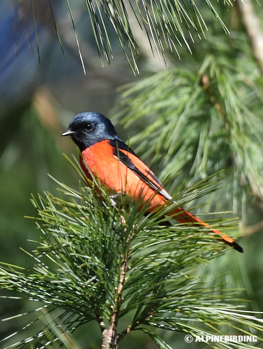 AlpinebirdingT's tweet image. Short-billed Minivet (Pericrocotus brevirostris)
Brilliantly colored minivet with a long tail. Very similar to Long-tailed Minivet, but smaller in size. Gives high thin whistles.#birding #BirdsofPray #birdwatching #birdphotography #birds #nature
