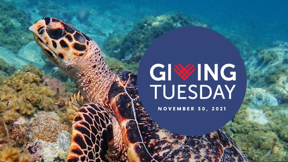 Thank you for your support of our work this Giving Tuesday - donate.friendsvinp.org/giving/donation
#thisisourpark #stjohnusvi #stjohnvi #usvi #nationalpark #nationalparkgeek #vinationalpark #findyourpark #virginislandsnationalpark #givingtuesday #turtleprotection #turtles #endangeredspecies