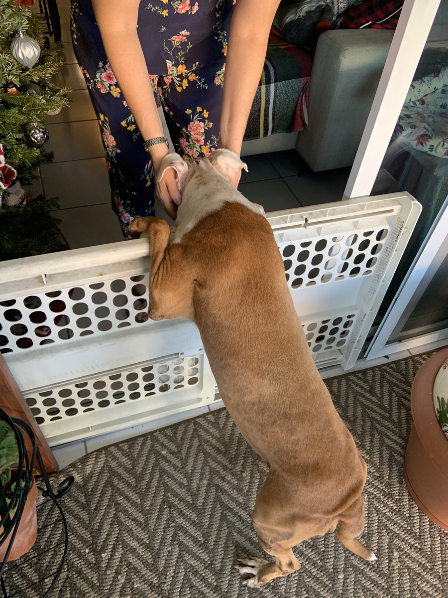 romarzan's tweet photo. La nombramos Bella…
Ayer fue a al veterinario, y más allá de los típicos parásitos de la barriguita, y los golpecitos q aún presenta, está muy bien de salud. Está en antibióticos y de muy buen ánimo. Aún la mantenemos en el balcón. Le encanta jugar con Sal 🐕. https://t.co/2DGfWVm42H