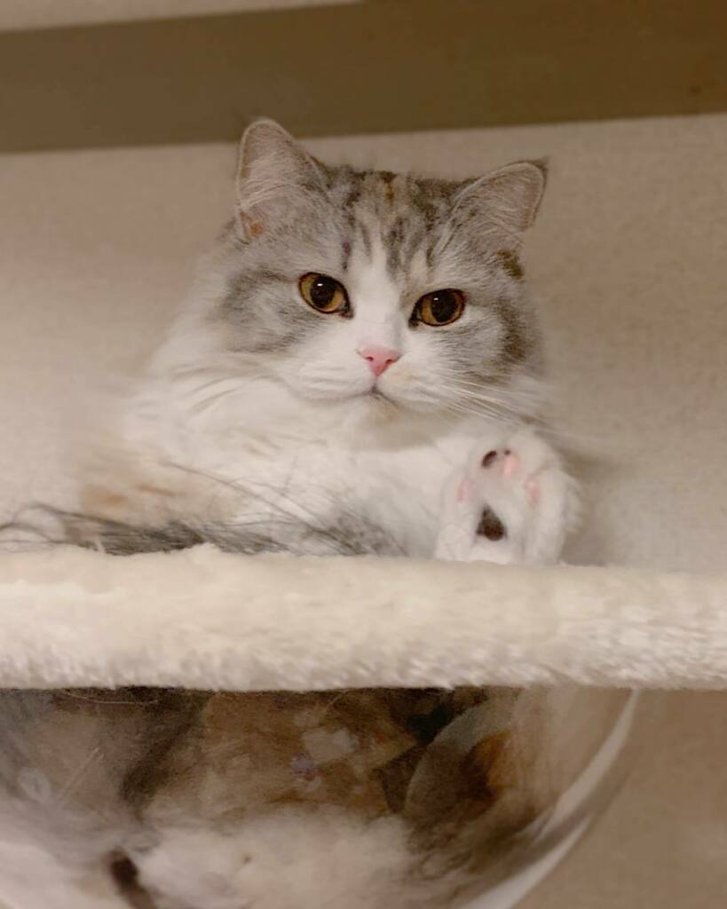ねむろぐ🐈ねこがいる暮らし/スコティッシュフォールド tweet media