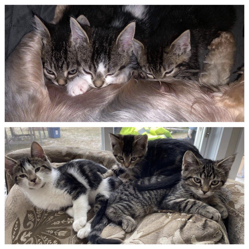 Lois,Clarke and Kent lovingly fostered by Mabel who LOVES kittens are now ready for adoption. fixedfurlife.com