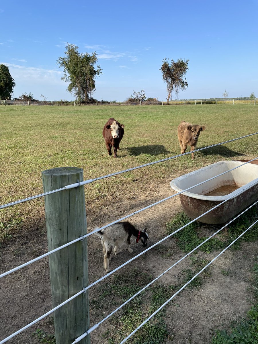 AshleyW1230's tweet photo. @EITMonline our cows drink out of a cast iron tub https://t.co/IaWxK8Asup